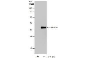 IP Image Immunoprecipitation of U2AF35 protein from 293T whole cell extracts using 5 μg of U2AF35 antibody, Western blot analysis was performed using U2AF35 antibody, EasyBlot anti-Rabbit IgG  was used as a secondary reagent. (U2AF1 antibody)