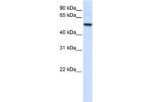 WB Suggested Anti-ENTPD8 Antibody Titration:  0. (ENTPD8 antibody  (N-Term))