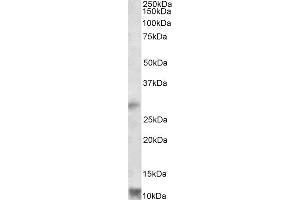 ABIN2564991 (1µg/ml) staining of Human Heart lysate (35µg protein in RIPA buffer). (RNF7 antibody  (Internal Region))