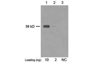 Primary antibody: 1 µg/mL Mouse Anti-Enterokinase Monoclonal Antibody (ABIN398568) Secondary antibody: Goat Anti-Mouse IgG (H&L) [HRP] Polyclonal Antibody (ABIN398387, 1: 20,000) The signal was developed with LumiSensorTM HRP Substrate Kit (ABIN769939) (TMPRSS15 antibody)