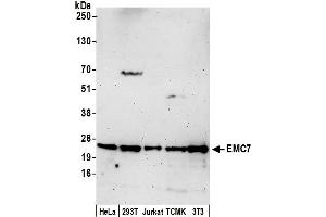 anti-ER membrane protein complex subunit 7 (Emc7) (AA 1-50) antibody