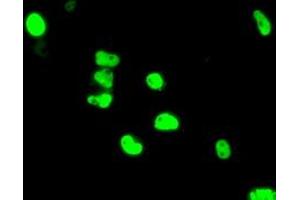 Anti-ARNT mouse monoclonal antibody (ABIN2452784) immunofluorescent staining of COS7 cells transiently transfected by pCMV6-ENTRY ARNT (RC216724). (ARNT antibody)