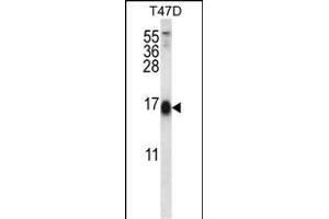 SKA2 Antibody (N-term) (ABIN656609 and ABIN2845866) western blot analysis in T47D cell line lysates (35 μg/lane). (FAM33A antibody  (N-Term))