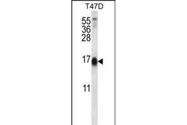 FAM33A Antikörper  (N-Term)