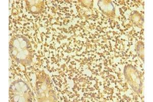 Immunohistochemistry of paraffin-embedded human small intestine tissue using ABIN7164899 at dilution of 1:100 (TAC1 antibody  (AA 1-129))