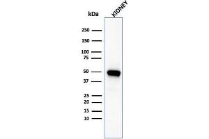 Western Blot Analysis of kidney tissue lysate using CD137-Monospecific Mouse Monoclonal Antibody (4-1BB/3201). (CD137 antibody  (AA 19-188))