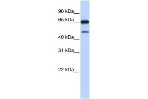 WB Suggested Anti-NR2C2 Antibody Titration:  0. (TR4 antibody  (N-Term))