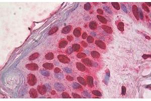 Image no. 1 for anti-High Mobility Group Box 1 (HMGB1) antibody (ABIN1498682)