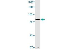 ANAPC5 MaxPab rabbit polyclonal antibody. (ANAPC5 antibody  (AA 1-755))