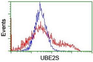 Image no. 2 for anti-Ubiquitin-Conjugating Enzyme E2S (UBE2S) antibody (ABIN1501643)