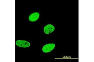 Image no. 2 for anti-Forkhead Box A2 (FOXA2) (AA 363-458) antibody (ABIN598744) (FOXA2 antibody  (AA 363-458))