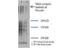 Western Blot analysis of Rat and mouse brain lysates showing detection of Piccolo protein using Mouse Anti-Piccolo Monoclonal Antibody, Clone 6H9-B6 . (Piccolo antibody  (PerCP))