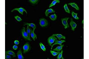 FBXL19 antibody  (AA 4-259)