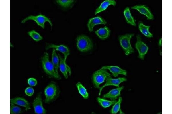 FBXL19 antibody  (AA 4-259)