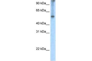 Western Blotting (WB) image for anti-Eukaryotic Translation Initiation Factor 2A, 65kDa (EIF2A) antibody (ABIN2462314) (EIF2A antibody)