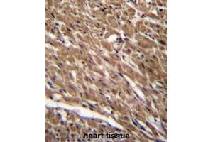 BTG3 Antibody (Center) immunohistochemistry analysis in formalin fixed and paraffin embedded human heart tissue followed by peroxidase conjugation of the secondary antibody and DAB staining. (BTG3 antibody  (Middle Region))