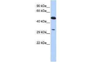 WB Suggested Anti-PIK3IP1 Antibody Titration:  0. (PIK3IP1 antibody  (Middle Region))