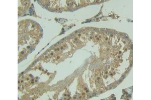 IHC-P analysis of Kidney tissue, with DAB staining. (NUP50 antibody  (AA 179-428))