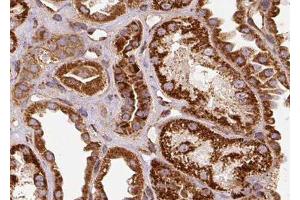 ABIN6278260 at 1/100 staining Human kidney tissue by IHC-P. (Selenoprotein P antibody)