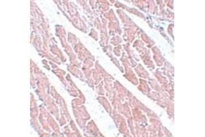 Immunohistochemical staining of mouse heart tissue with TMEM184C polyclonal antibody  at 5 ug/mL dilution. (TMEM184C antibody  (C-Term))