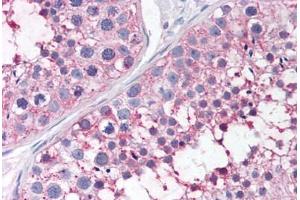 Anti-PTGES antibody  ABIN1049251 IHC staining of human testis. (Prostaglandin E Synthase antibody  (N-Term))