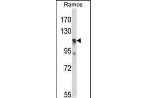 Western blot analysis of C11orf30 Antibody (N-term) (ABIN653429 and ABIN2842873) in Ramos cell line lysates (35 μg/lane). (EMSY antibody  (N-Term))