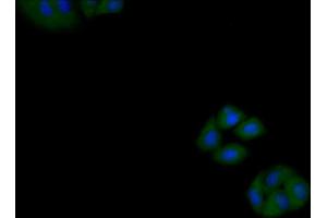 Immunofluorescence (IF) image for anti-Keratin 18 (KRT18) (AA 238-396) antibody (ABIN7433288)