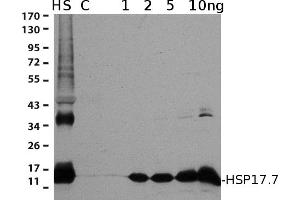 From left to right: 15 ug of a total protein from HS- heat shocked (38 C, 2 hr) and C- control plants. (HSP17.7 antibody  (Cytoplasmic, Isoform 2))