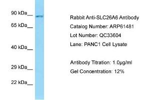 Western Blotting (WB) image for anti-Solute Carrier Family 26, Member 6 (SLC26A6) (C-Term) antibody (ABIN2788820) (SLC26A6 antibody  (C-Term))