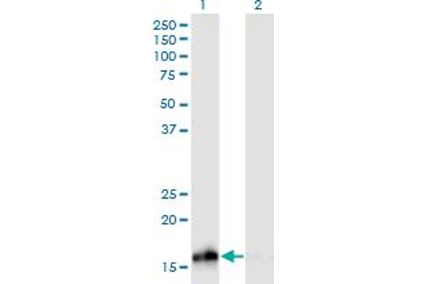 NUDCD2 antibody  (AA 1-157)