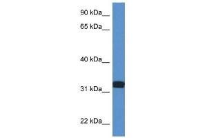 Western Blot showing DDO antibody used at a concentration of 1 ug/ml against Fetal Lung Lysate (DDO antibody  (C-Term))