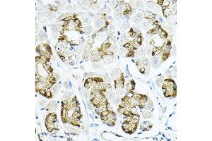 Immunohistochemistry of paraffin-embedded mouse stomach using LRRC59 Rabbit pAb  at dilution of 1:100 (40x lens). (LRRC59 antibody  (AA 1-244))