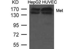 Western blot analysis of extracts from HepG2 and HUVEC cells using Met (Ab-1234/1235) Antibody. (c-MET antibody  (AA 1232-1237))