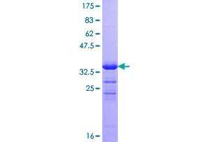 ZNRD1 Protein (AA 1-126) (GST tag)