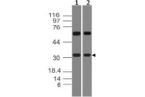 Image no. 1 for anti-Homeobox D8 (HOXD8) (AA 80-285) antibody (ABIN5027260) (HOXD8 antibody  (AA 80-285))