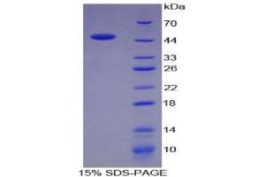 SDS-PAGE (SDS) image for Chromogranin B (Secretogranin 1) (CHGB) (AA 315-482) protein (His tag,GST tag) (ABIN1879887) (CHGB Protein (AA 315-482) (His tag,GST tag))