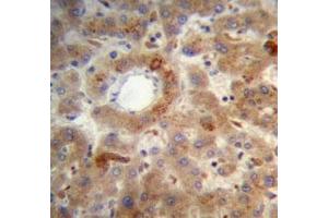 Immunohistochemistry (IHC) image for anti-Phosphatase and Tensin Homolog (PTEN) (AA 306-335) antibody (ABIN3032200)