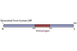 Image no. 3 for anti-Major Vault Protein (MVP) (AA 403-592) antibody (ABIN968013)