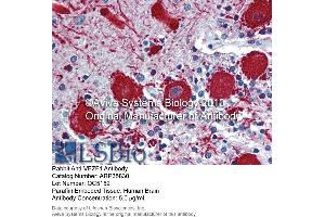 Immunohistochemistry (IHC) image for anti-Vascular Endothelial Zinc Finger 1 (VEZF1) (Middle Region) antibody (ABIN2776482) (VEZF1 antibody  (Middle Region))