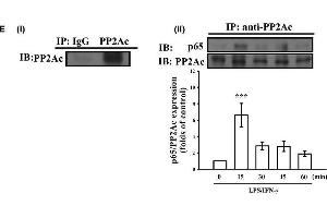 Western Blotting (WB) image for anti-Protein Phosphatase 2, Catalytic Subunit, alpha Isozyme (PPP2CA) (C-Term) antibody (ABIN2856333)