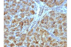 Formalin-fixed, paraffin-embedded Mouse Pancreas stained with CELA3B Mouse Monoclonal Antibody (CELA3B/1257). (Elastase 3B antibody  (AA 82-238))