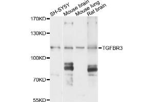 Western blot analysis of extracts of various cell lines, using TGFBR3 antibody (ABIN6003500) at 1/1000 dilution. (TGFBR3 antibody)