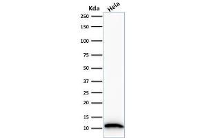 Western Blot Analysis of HeLa cell lysate using S100A4 Mouse Monoclonal Antibody (S100A4/1481).