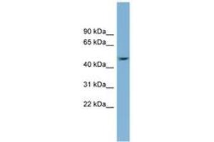 Image no. 1 for anti-serpin Peptidase Inhibitor, Clade B (Ovalbumin), Member 1 (SERPINB1) (AA 215-264) antibody (ABIN6743639) (SERPINB1 antibody  (AA 215-264))