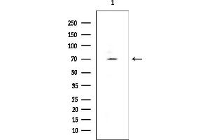 anti-Syntaxin Binding Protein 2 (STXBP2) antibody
