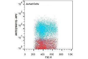 Flow Cytometry of Rat anti-AKT2 antibody. (AKT2 antibody  (Internal Region) (Biotin))