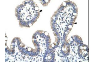 Image no. 1 for anti-NF-kappa-B inhibitor beta (NFKBIB) (AA 282-331) antibody (ABIN203071) (NFKBIB antibody  (AA 282-331))