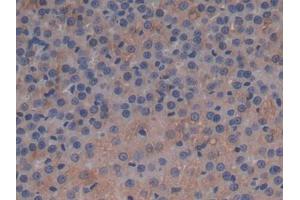 DAB staining on IHC-P; Samples: Rat Adrenal gland Tissue (APOC1 antibody  (AA 34-88))