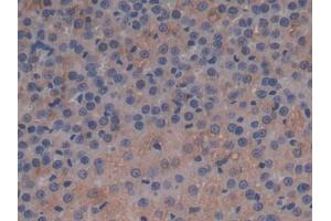 DAB staining on IHC-P; Samples: Rat Adrenal gland Tissue (APOC1 antibody  (AA 34-88))