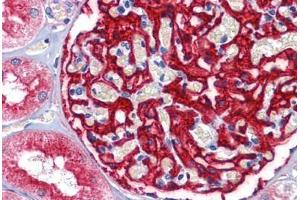 Human Kidney: Formalin-Fixed, Paraffin-Embedded (FFPE) (ENPEP antibody  (AA 689-932))